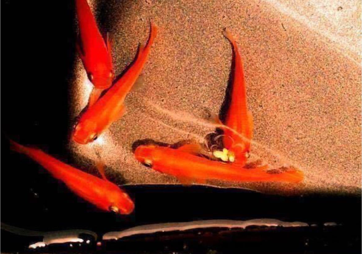 人気急上昇 特別セール価格紅帝ヒレ長メダカの卵33個 楊貴妃めだか 楊貴妃ヒレ長メダカ 松井ヒレ長 メダカ卵 めだか卵 Catalasarenas Com