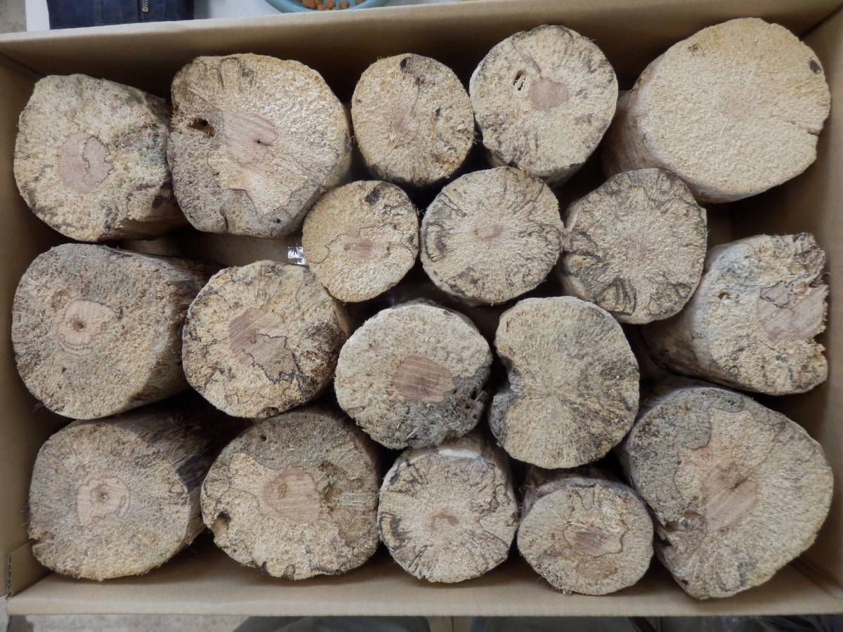 クワガタ産卵木 クヌギ やわらか材 太さ約7㎝ 12㎝ 18個入り