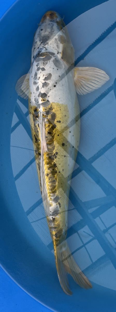 ☆ 錦鯉⁄変わり鯉⁄ドイツ⁄張り分け黄金⁄約65cm⁄ボリュームあり⁄小千谷 