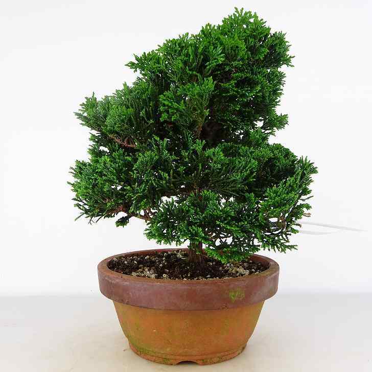 津山檜 つやまひのき Chamaecyparis obtusa ツヤマヒノキ ヒノキ科 