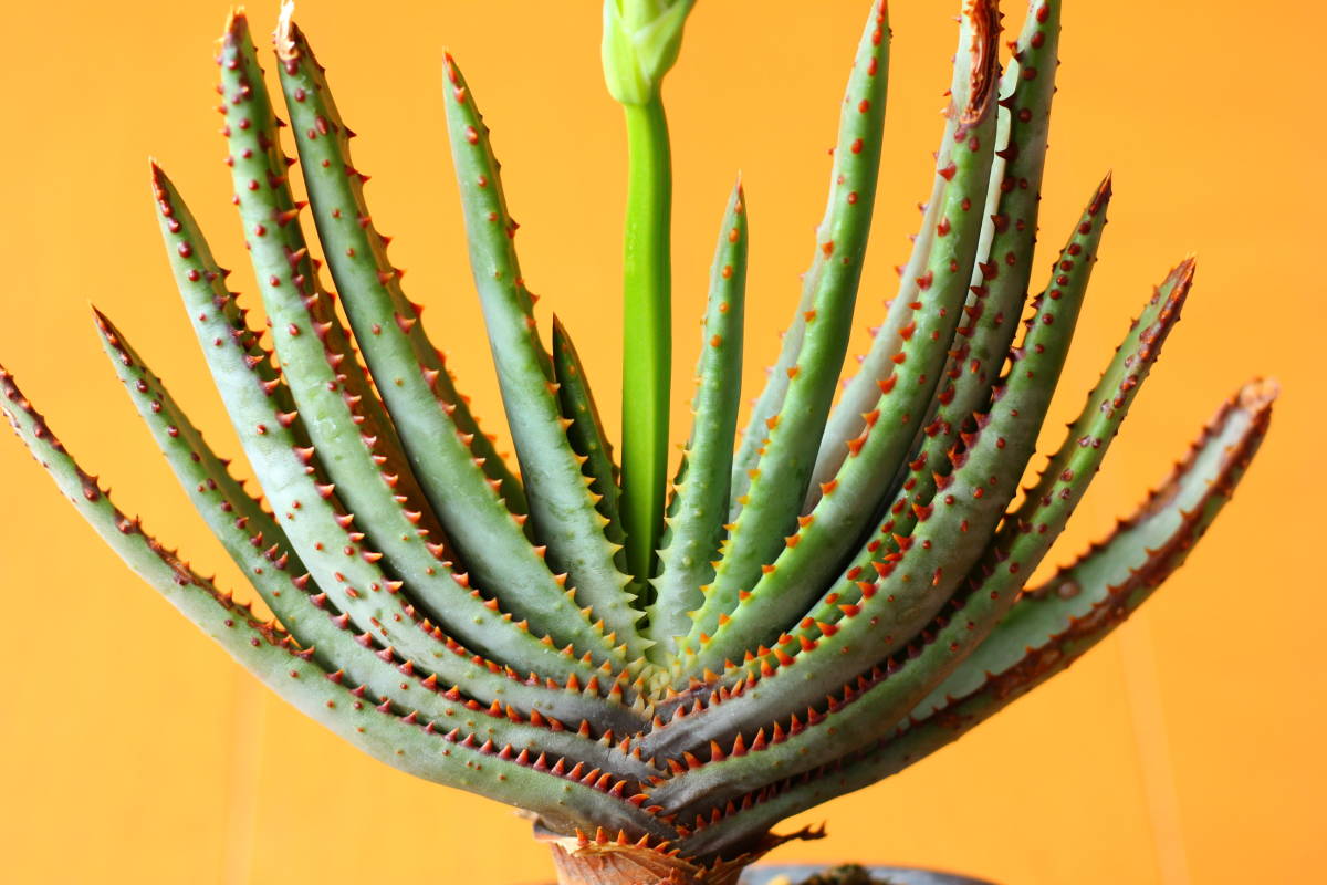 アロエ コンプレッサ シストフィラ 実生 Aloe compressa var