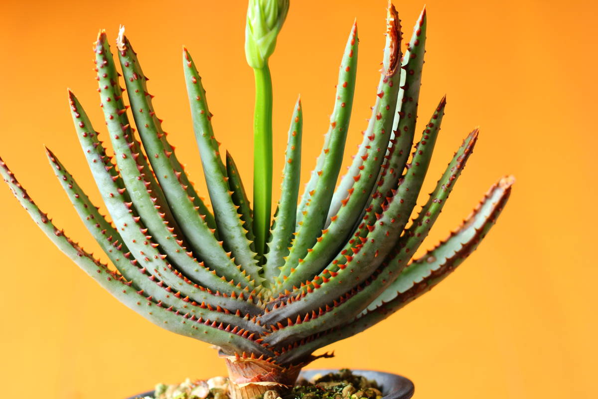 アロエ コンプレッサ シストフィラ 実生 Aloe compressa var