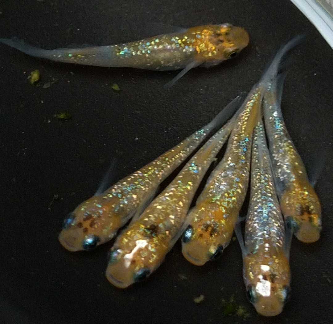 【人気SALE，お得】 アイスブレイク メダカ ３ペア 若魚 現物出品 めだか 天双メダカ めだかツ惠 R-10(めだか)｜売買されたオークション情報、yahooの商品情報をアーカイブ公開 - オークファン めだか
