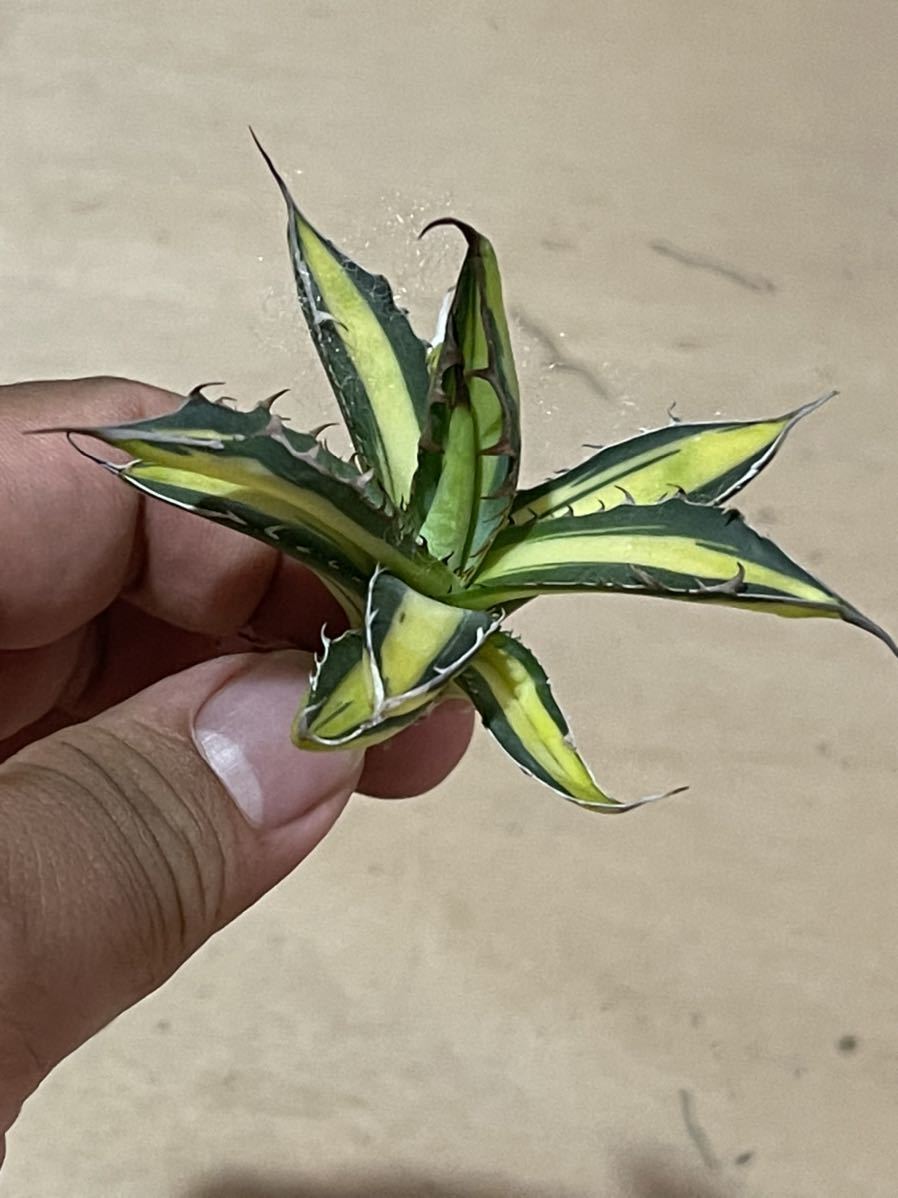 O42 超特選 アガベ ホリダ horrida 黄中斑 超希少錦 鮮明錦 極上株