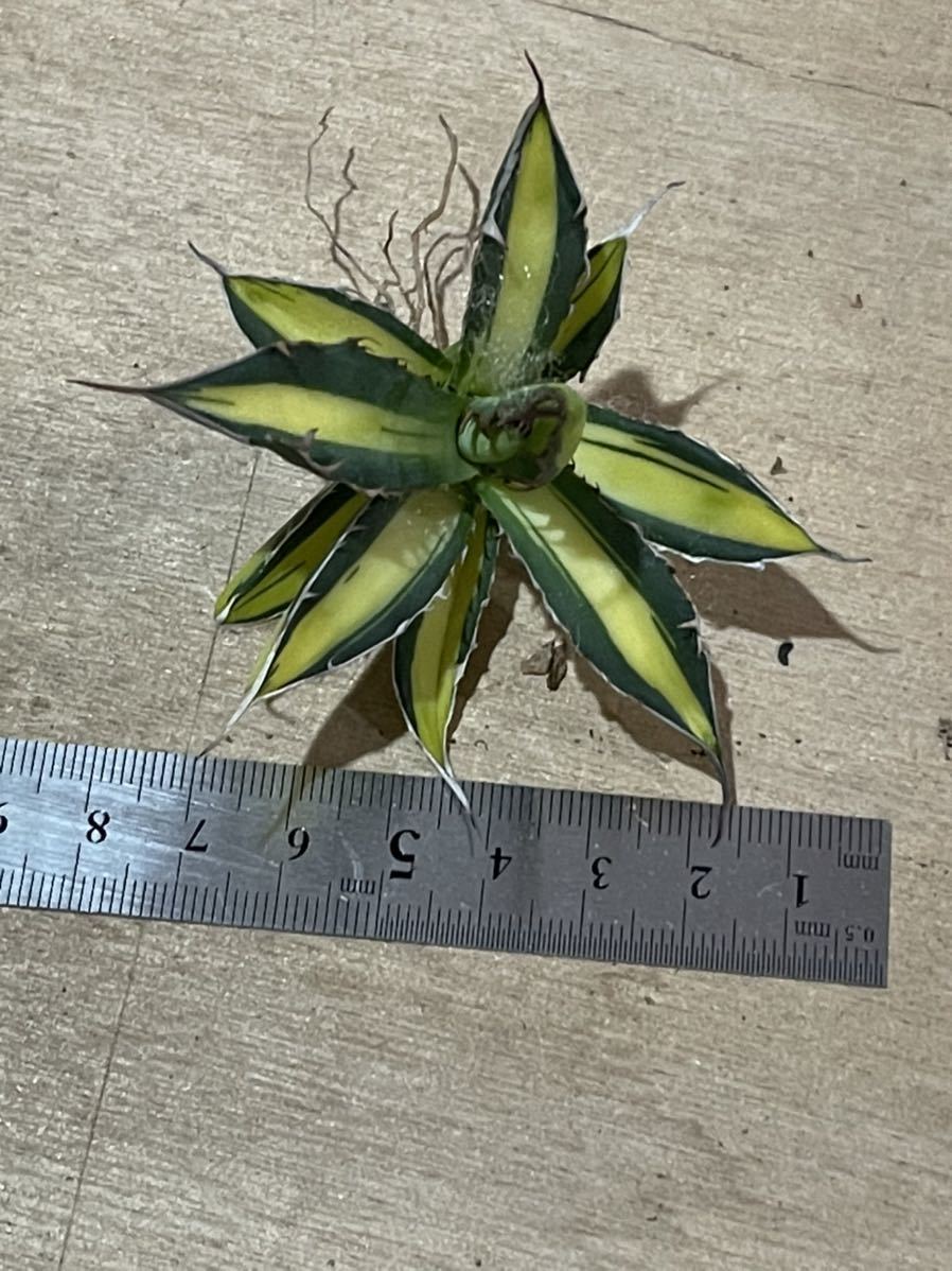 O42 超特選 アガベ ホリダ horrida 黄中斑 超希少錦 鮮明錦 極上株