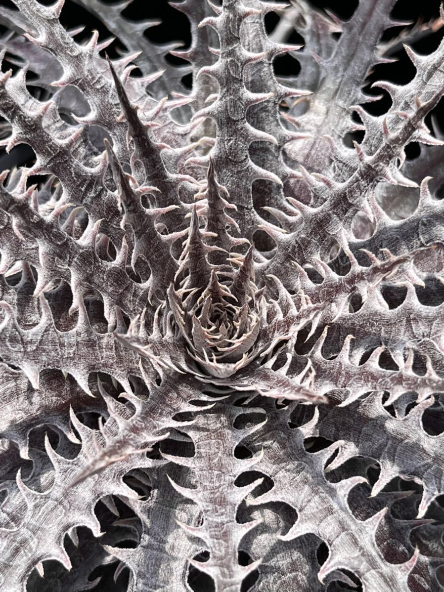 ディッキア Dyckia 'Mercury' F2 D027 Battle series バトルシリーズ ディッキア Dyckia 'Mercury' F2 D027 Battle series バトルシリーズ