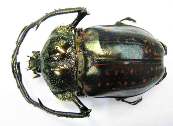 昆虫用品 標本69mm バターレルテナガコガネ Cheirotonus battareli