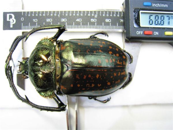【標本】特大 バターレルテナガコガネ（ベトナム北部YenBai）♂68.8ミリ