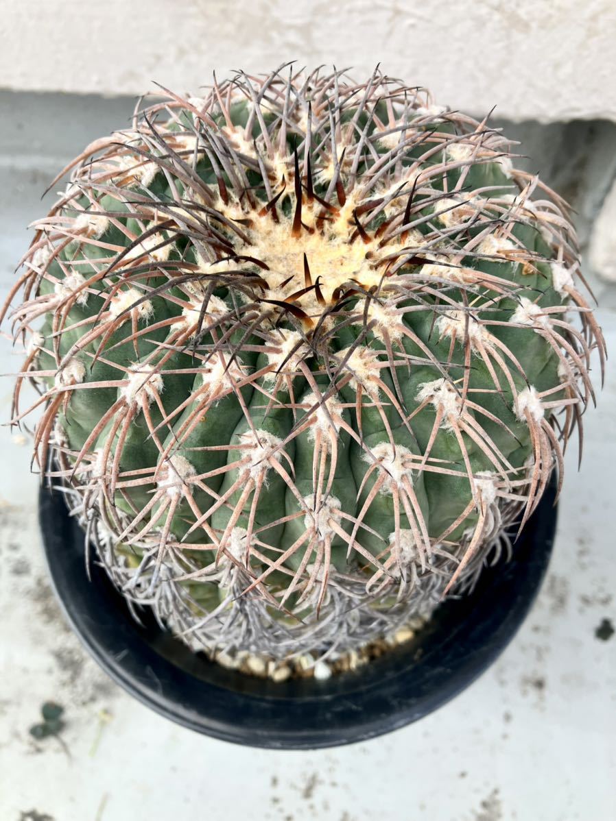 ☆☆コレクタ錦＊糊斑＊実生＊古株☆ ハオルチア 多肉植物 64L コレクタ実生糊斑 自家繁殖 公式通販