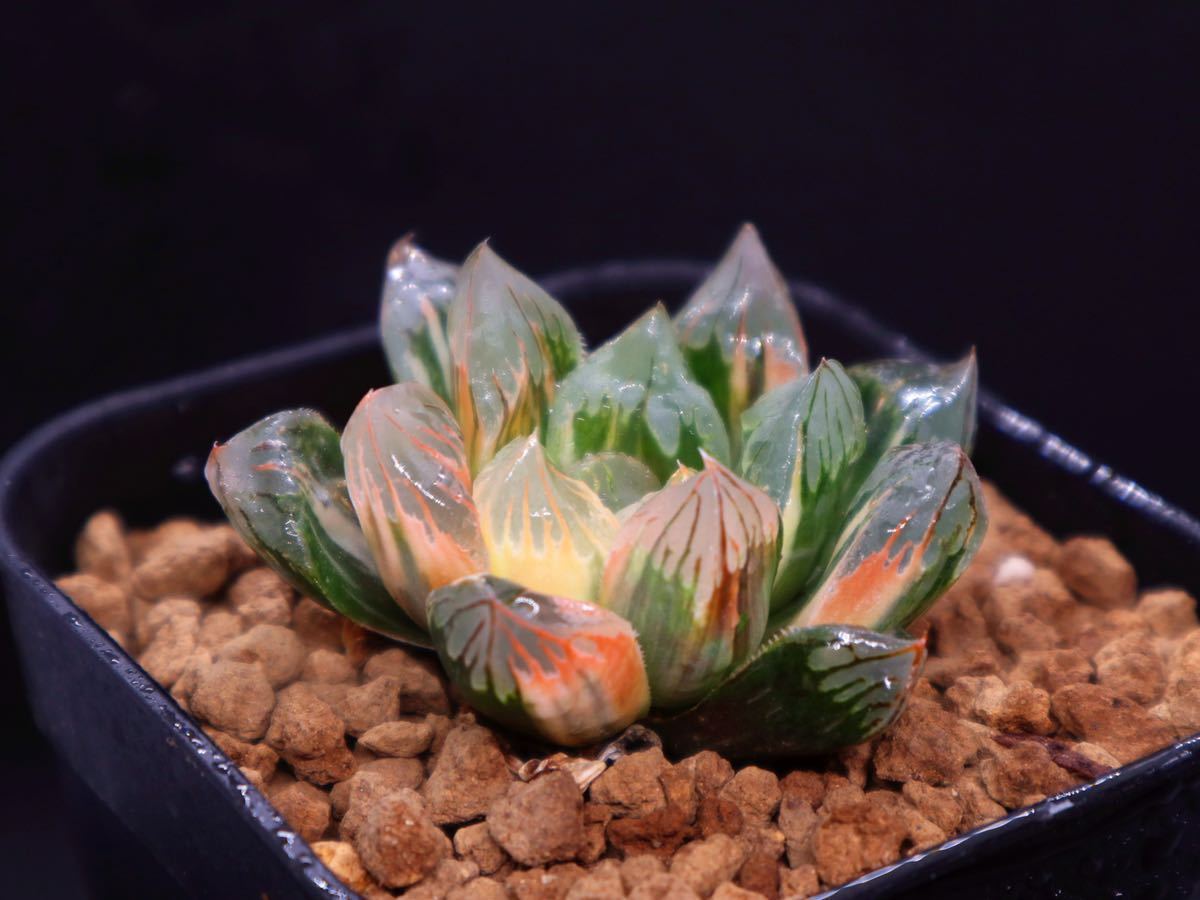 オブツーサ錦 黄斑 ☆ ハオルチア ☆ 多肉植物 【公式通販】