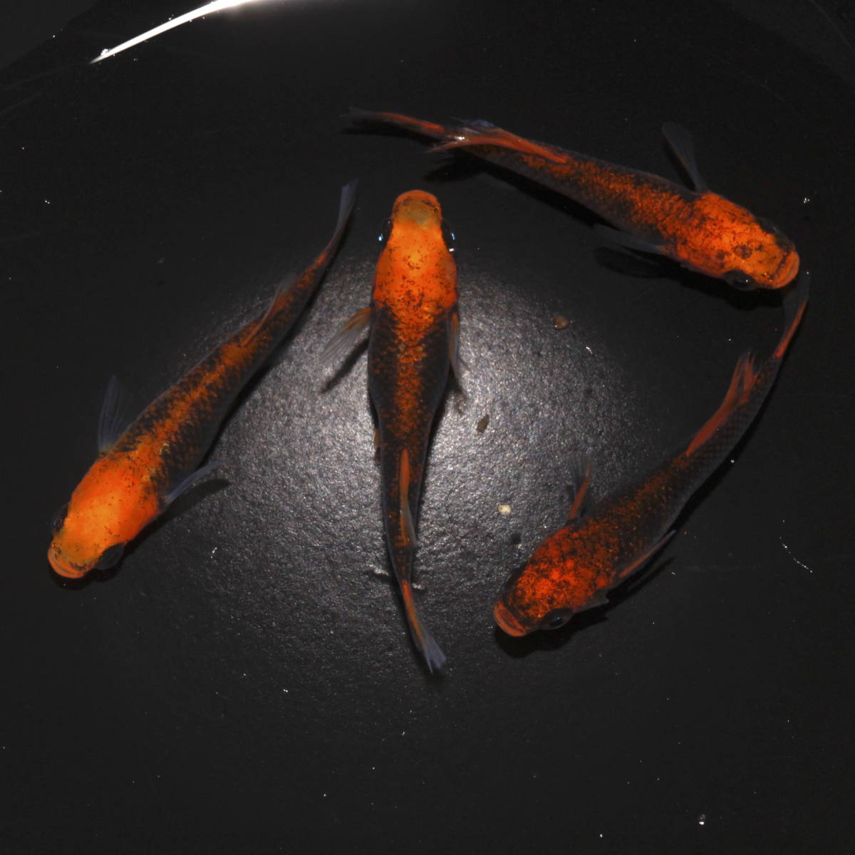 【現物出品】 五式typeR 光体型（尾鰭普通体型）　メダカ　4匹【一寸】79