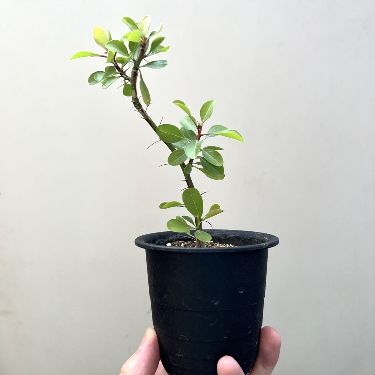Fouquieria フォークイエリア ファシクラータ fasciculata fasciculata 