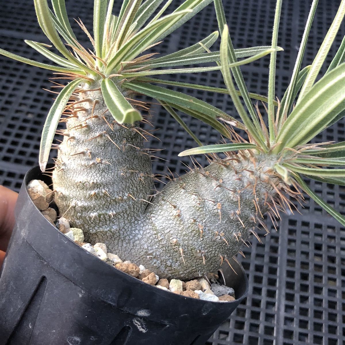 パキポディウム グラキリス 2頭 国内実生 Pachypodium gracilius 検索 