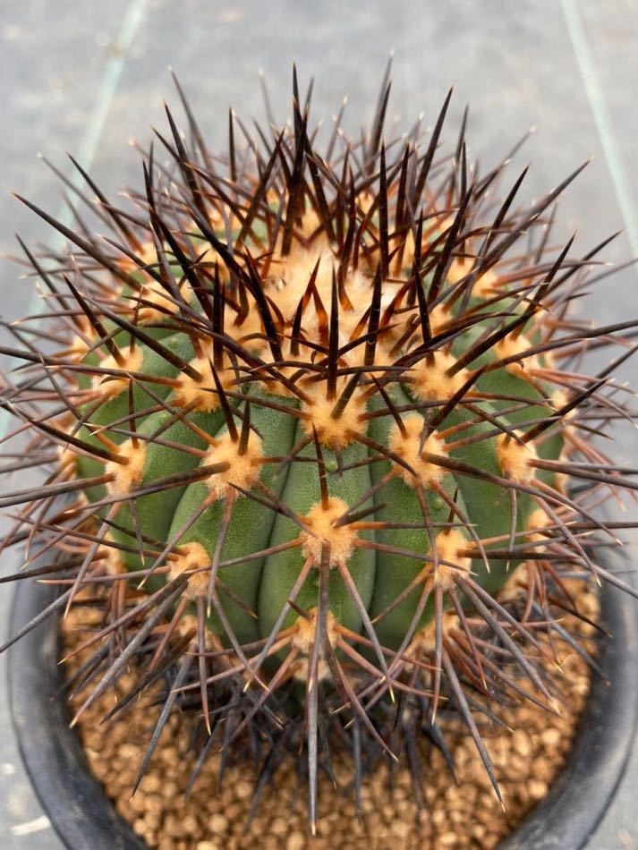 帝冠竜 Copiapoa calderana サボテン(サボテン)｜売買された