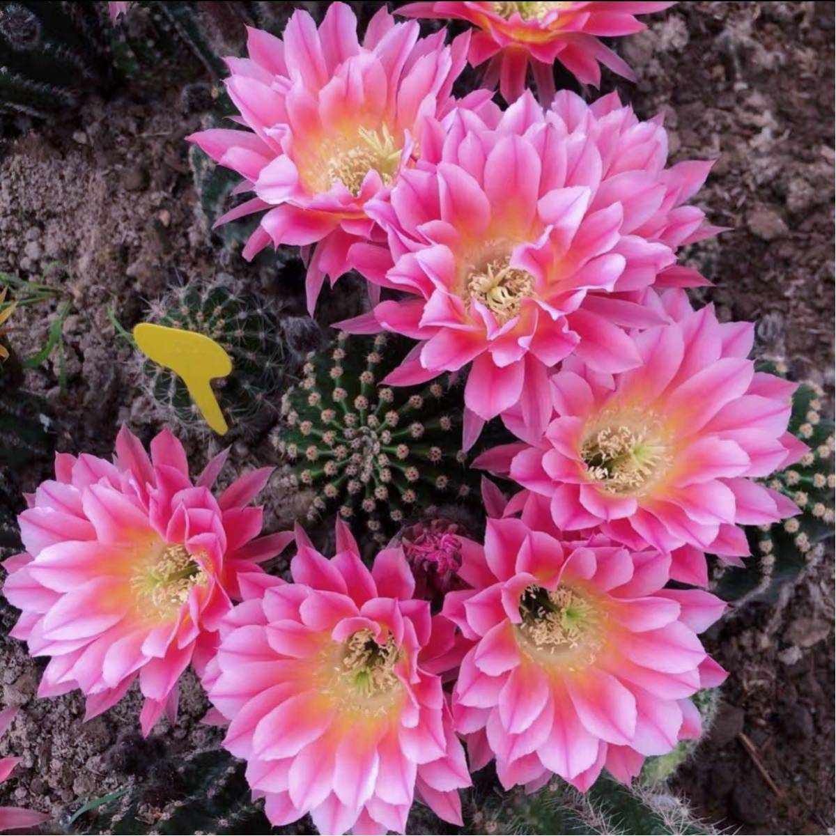 実生】 多肉植物 花サボテン No.9 実生サボテン 多肉植物 花サボテン