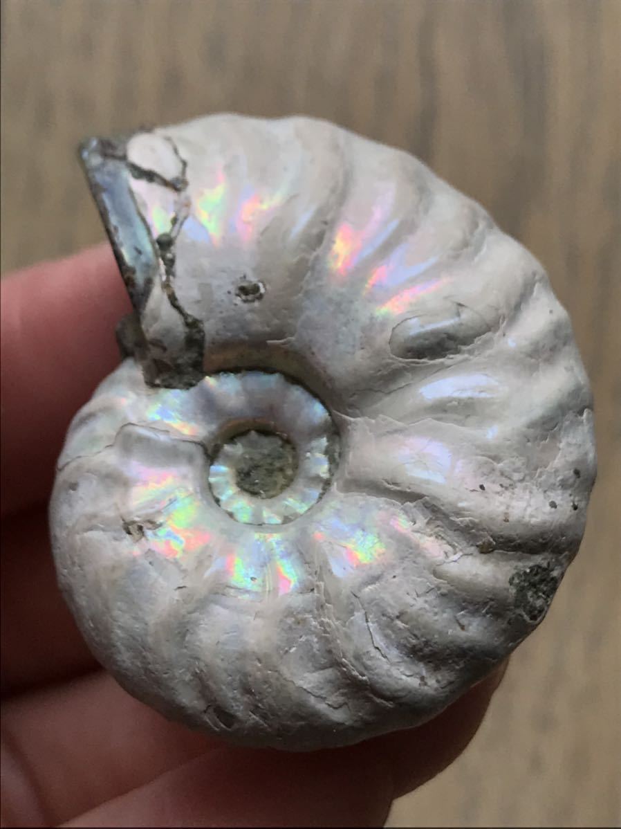 でおそらく ヤフオク 送料無料 アンモナイト 化石 No 22 ゴードリセ のアンモナ Shineray Com Br