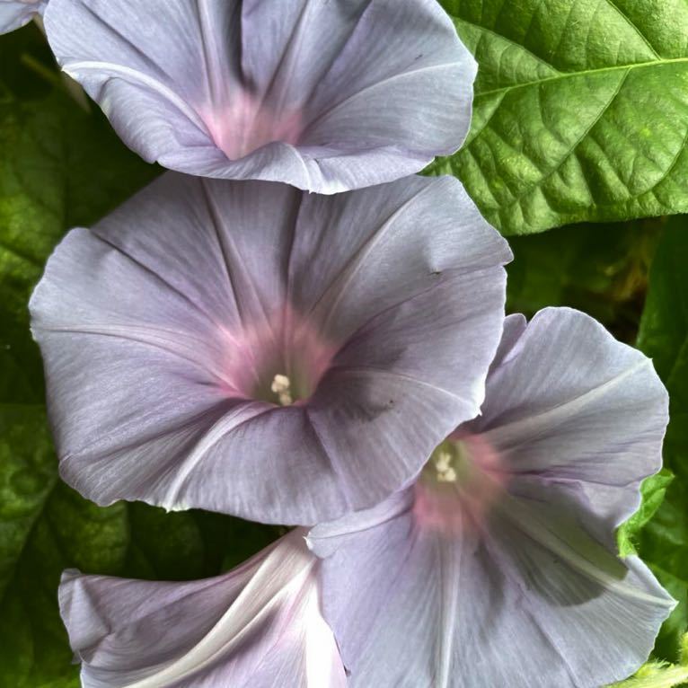 朝顔 種の値段と価格推移は 472件の売買情報を集計した朝顔 種の価格や価値の推移データを公開