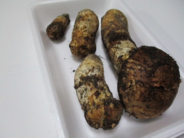 松茸 国産 197g 長野県 マツタケ 信州 長野 まつたけ 野菜 長野県産