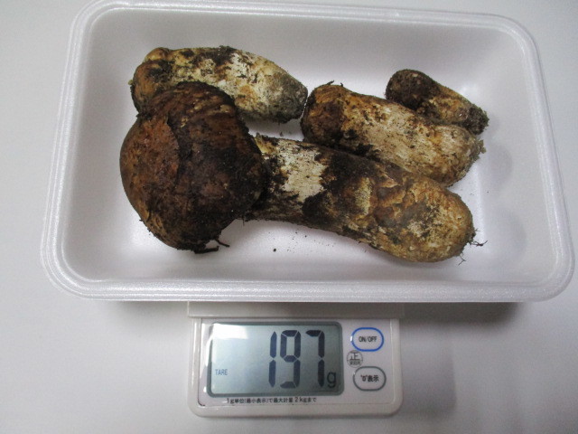 松茸 国産 197g 長野県 マツタケ 信州 長野 まつたけ 野菜 長野県産