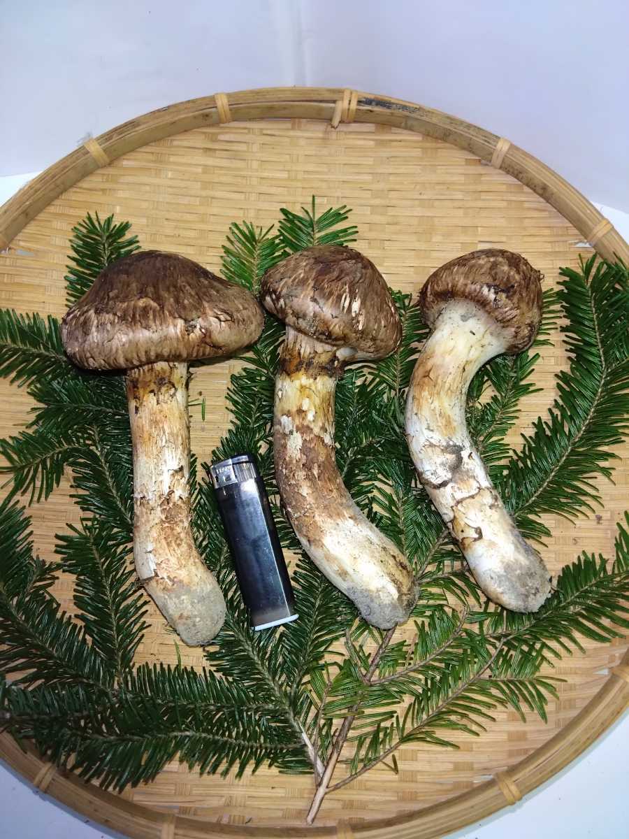 公式通販 松茸 北海道（阿寒）産天然松茸 第10弾！1円出品！ | バカ
