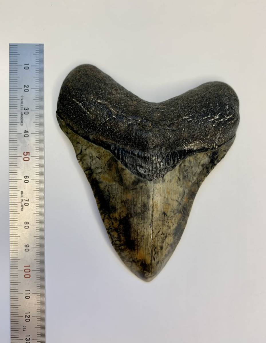 長さ約9㎝ メガロドン サメ 歯の化石 アメリカ ノースカロライナ産