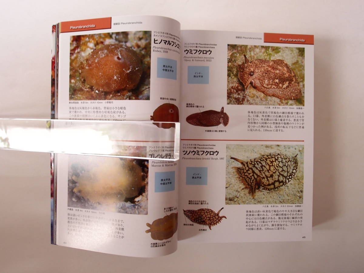 ウミウシ 特徴がひと目でわかる図解付き 1260種 新版 ウミウシ