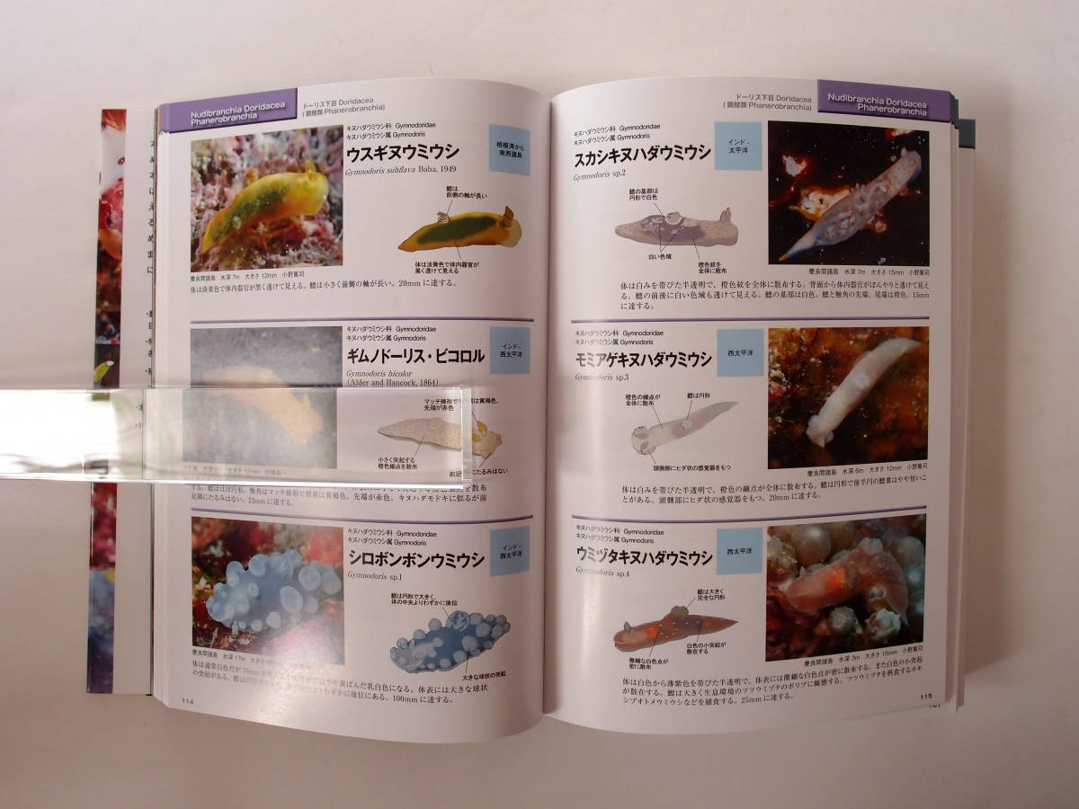 新版 ウミウシ | 特徴がひと目でわかる図解付き 株式会社誠文堂新光社