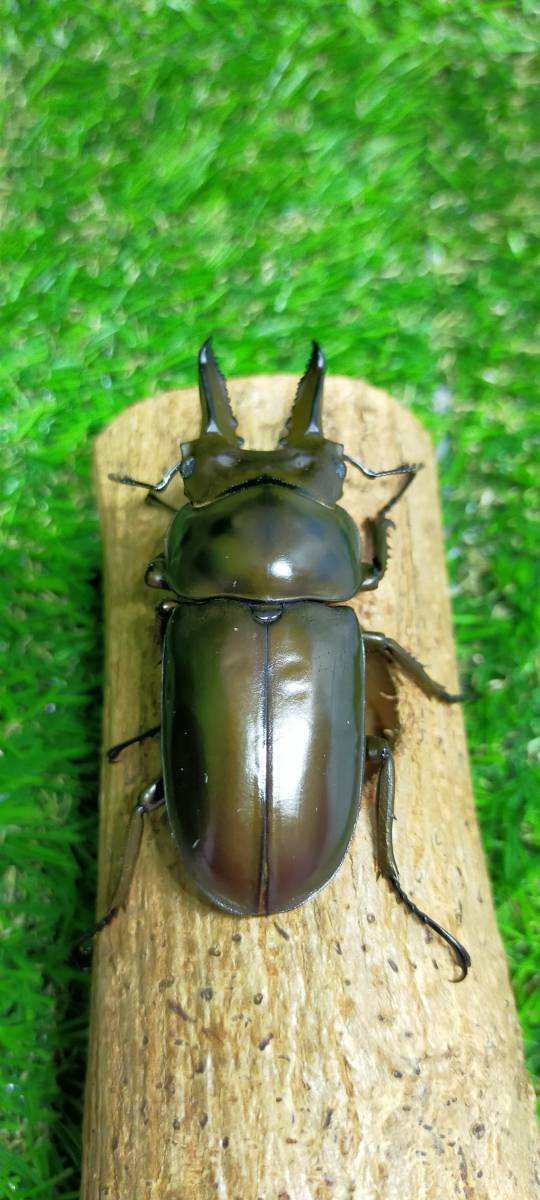 ★☆【北海道札幌発】ババオウゴンオニクワガタ成虫トリオ（♂63ｍｍ×♀45ｍｍ×♀44ｍｍ）☆★