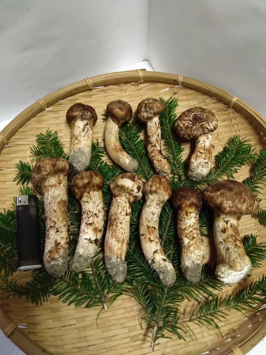 北海道産 天然 松茸 北海道産 天然 松茸 400g 10本 9月8日採取 北海道産 天然 松茸 北海道産 天然 松茸 400g 10本 9月8日採取
