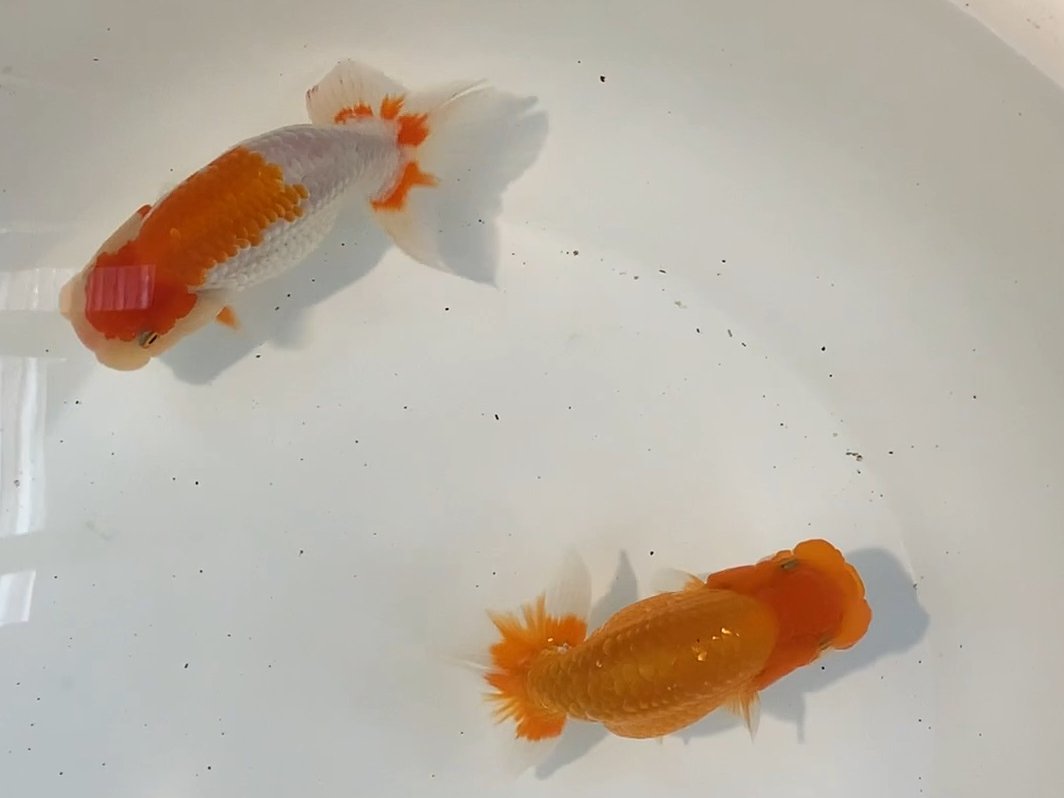 中国産 - フィッシュマスターオカ金魚専門店 数多くの厳選した 天明 