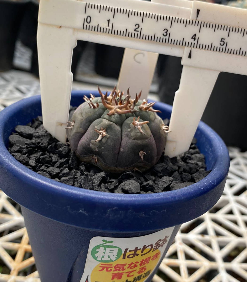 サボテン 多肉植物 ギムノカリキウム 特選実生太刺 短刺天平丸☆C