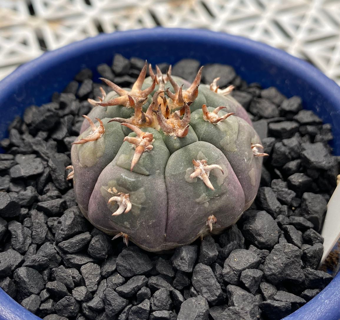 サボテン 多肉植物 ギムノカリキウム 特選実生太刺 短刺天平丸☆C
