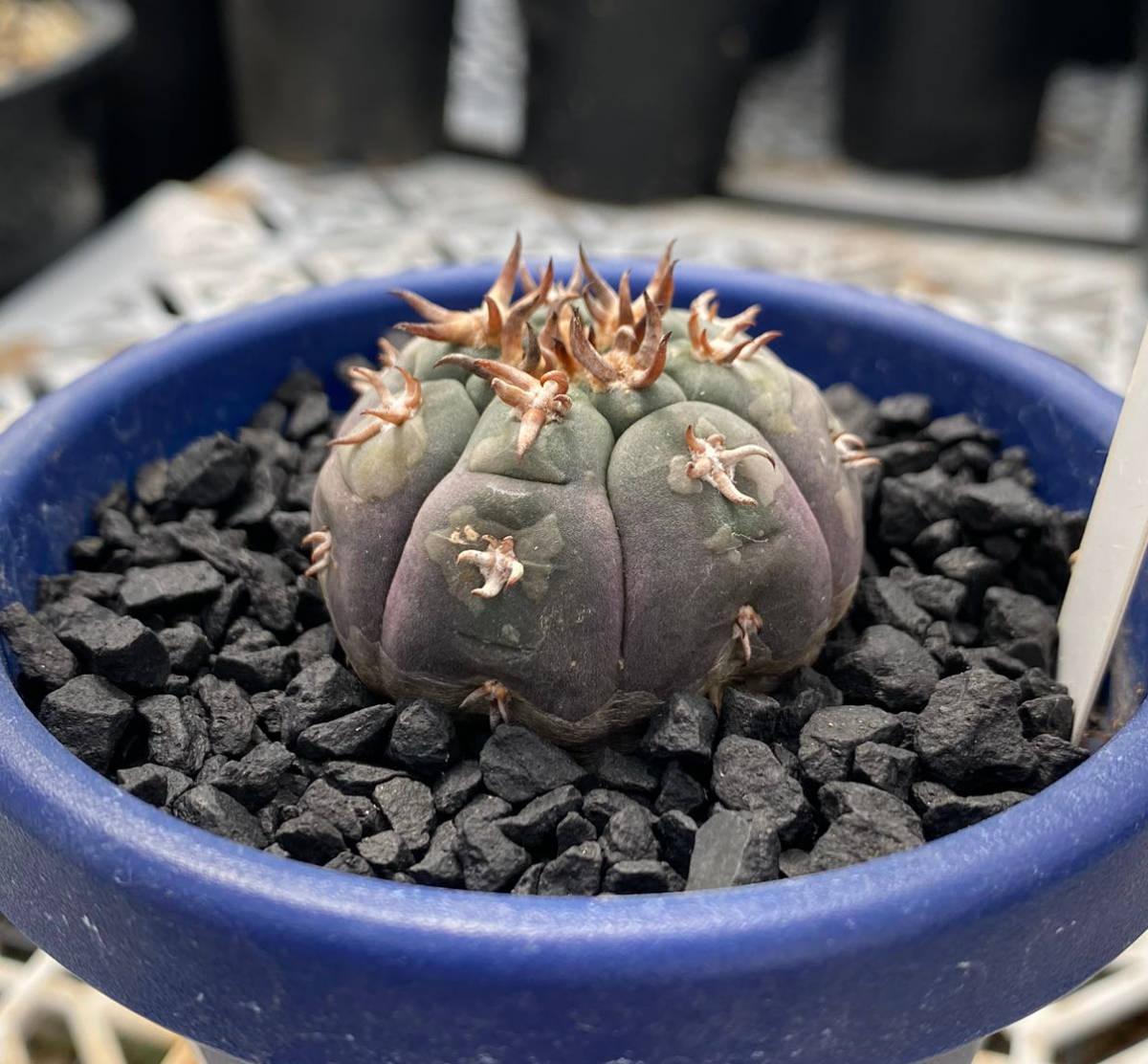 サボテン 多肉植物 ギムノカリキウム 特選実生太刺 短刺天平丸☆C
