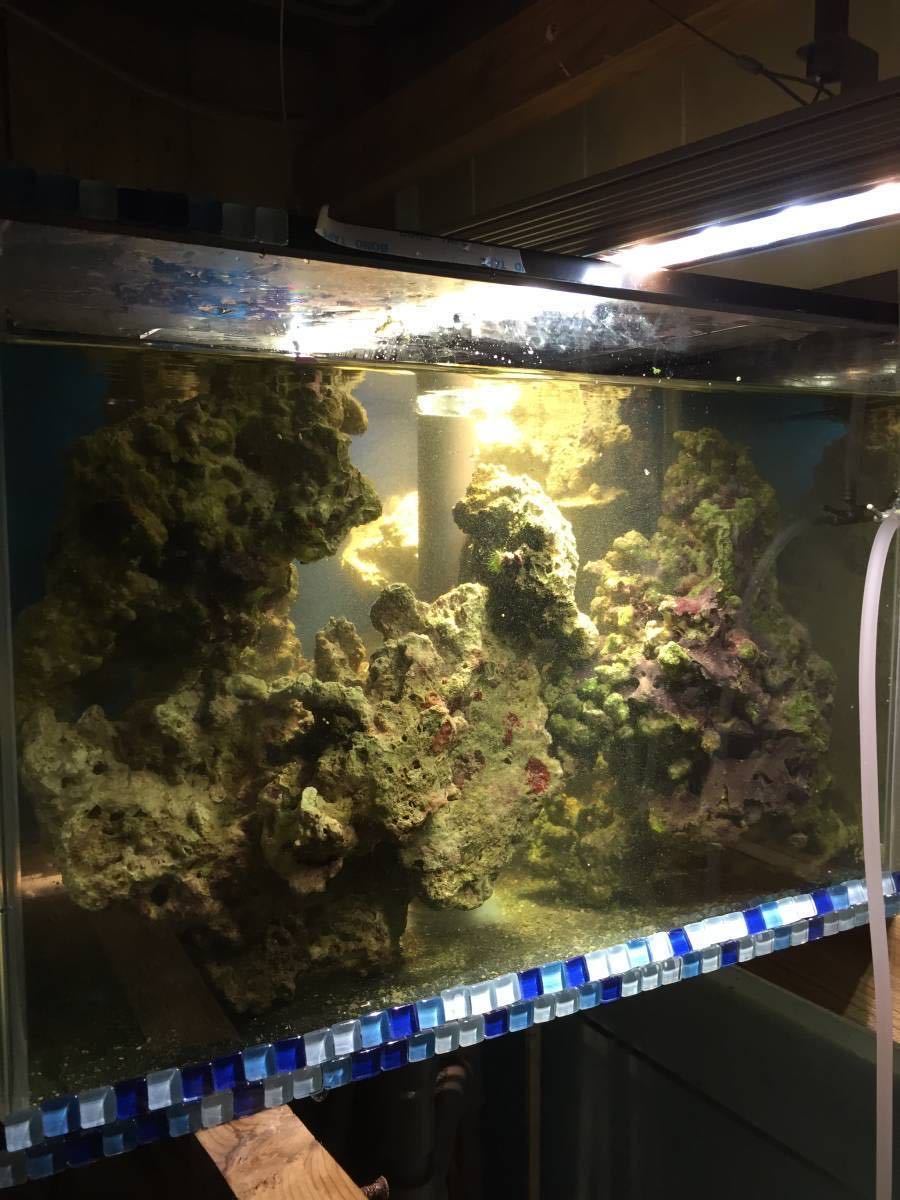 お買い得，大得価 1円〜 ライブロック C級品 7kg(サンゴ)｜売買されたオークション情報、yahooの商品情報をアーカイブ公開 - オークファン サンゴ
