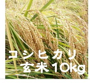 驚きの破格値，セール 減農薬 新米コシヒカリ福井県産の令和４年産 玄米10kg 農家直送 管理番号2(コシヒカリ)｜売買されたオークション情報、yahooの商品情報をアーカイブ公開 - オークファン コシヒカリ