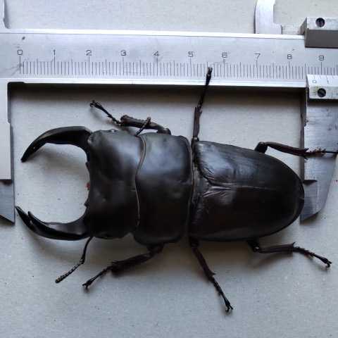 特大！オオクワガタ♂87.4mm♀58mm。昨年度羽化使用済み能勢ペア