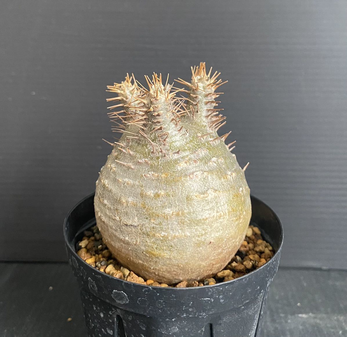 グラキリス まん丸 手乗り 発根済み ② パキポディウム グラキリス コーデックス 塊根植物 多肉植物 マダガスカル 