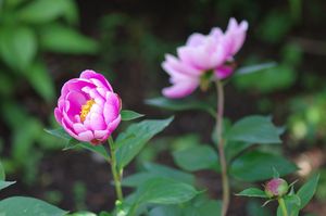 芍薬シャクヤクの値段と価格推移は 32件の売買情報を集計した芍薬シャクヤクの価格や価値の推移データを公開