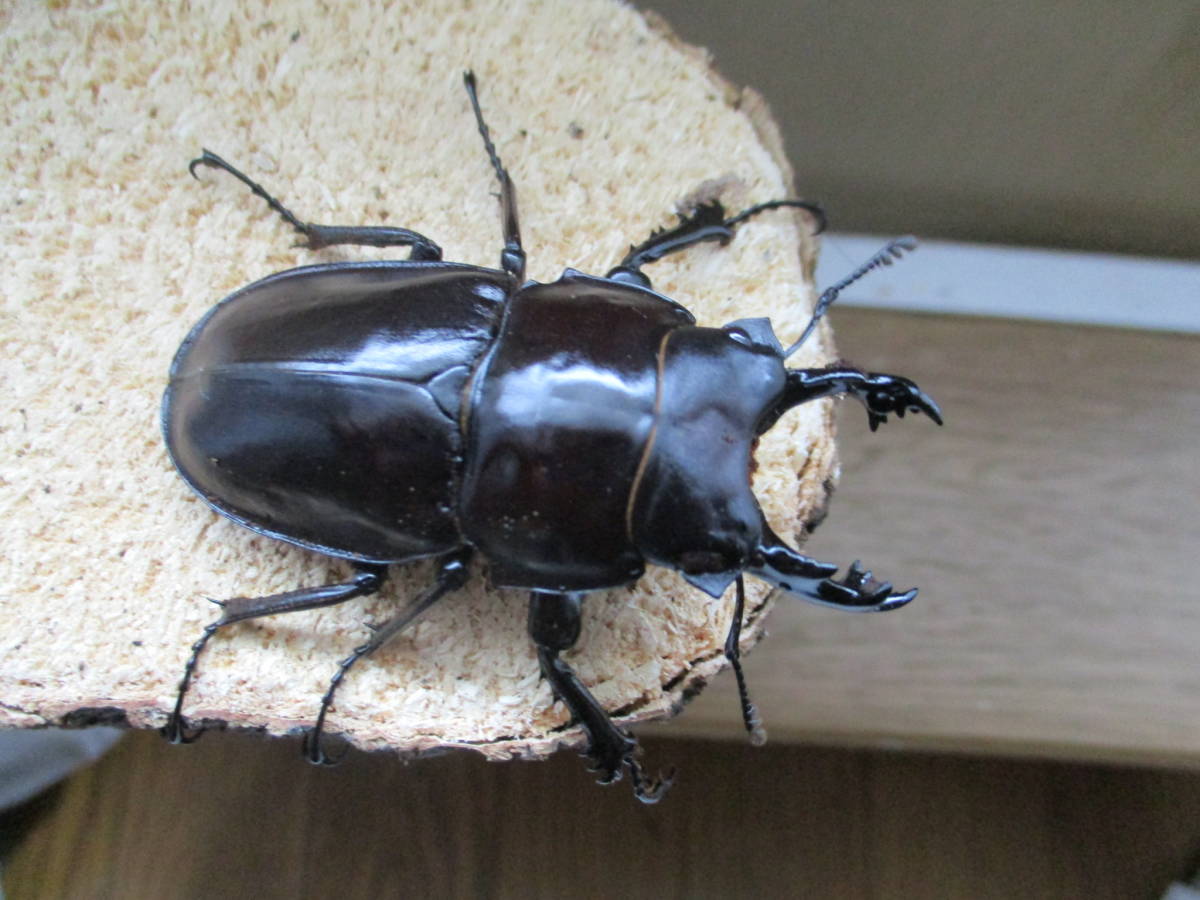 西表島】ヤエヤママルバネクワガタ♂59.1mm(大歯）＋♀☆F2個体☆3