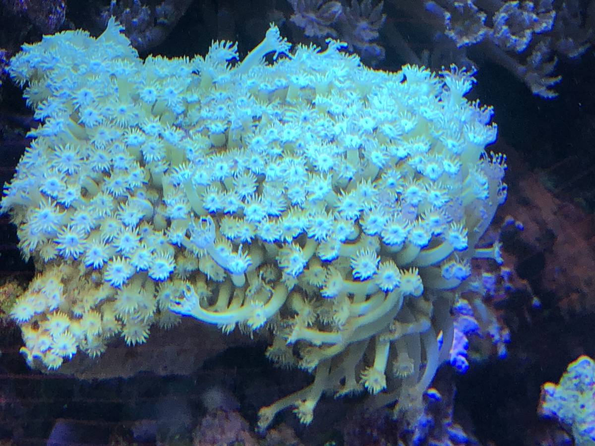 ＊サンゴ＊　Qハナガササンゴ１２ｃｍ