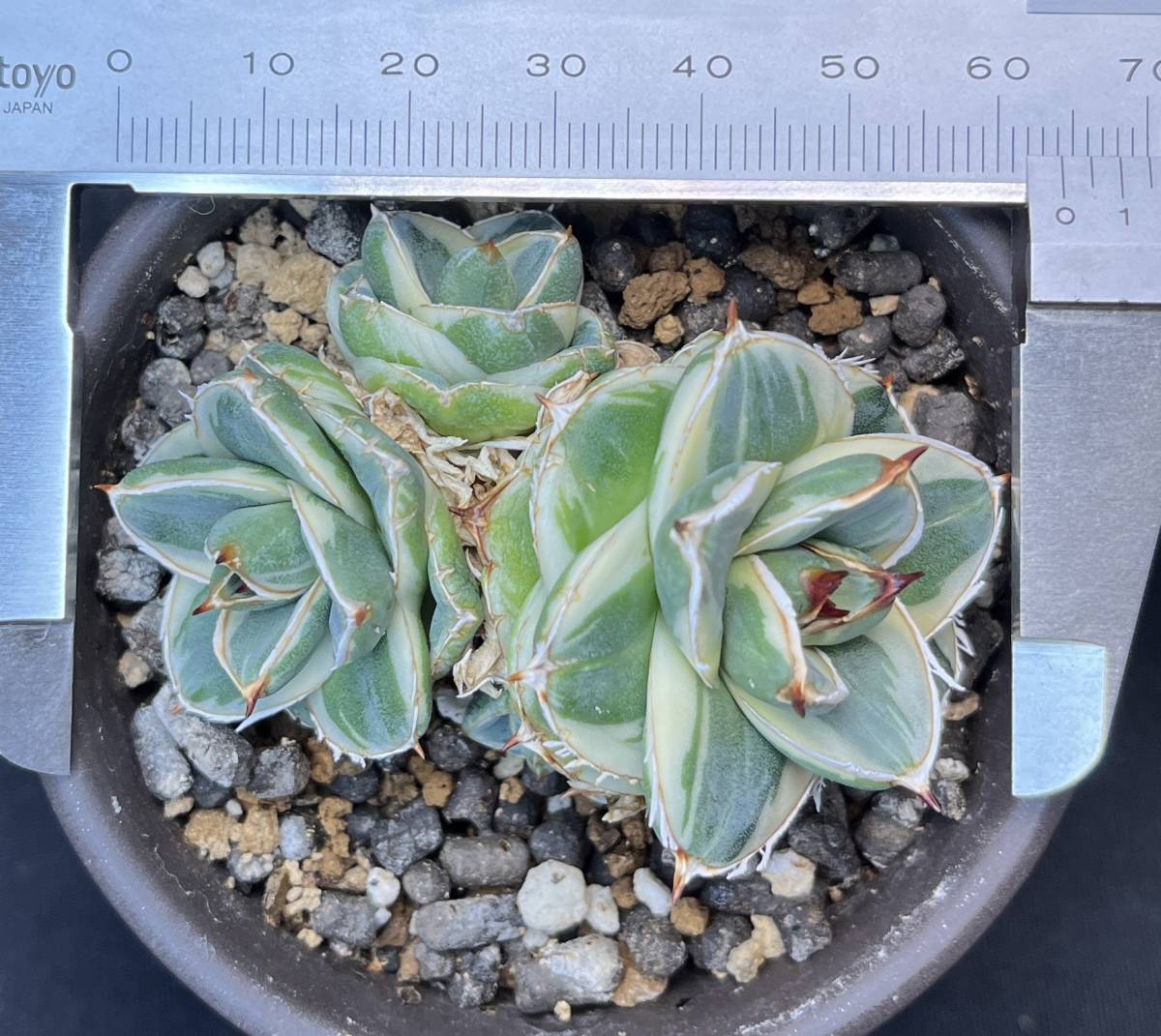 アガベ ピンキー 王妃笹の雪A型白覆輪 カキ仔（2個）付き Agave