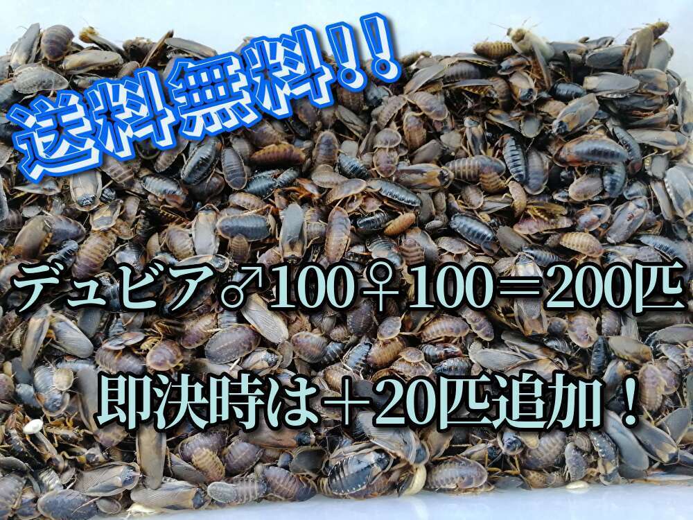 爬虫類 国産 冷凍ヒナウズラ☆ 1200匹 12.000円！ 猛禽類 冷凍