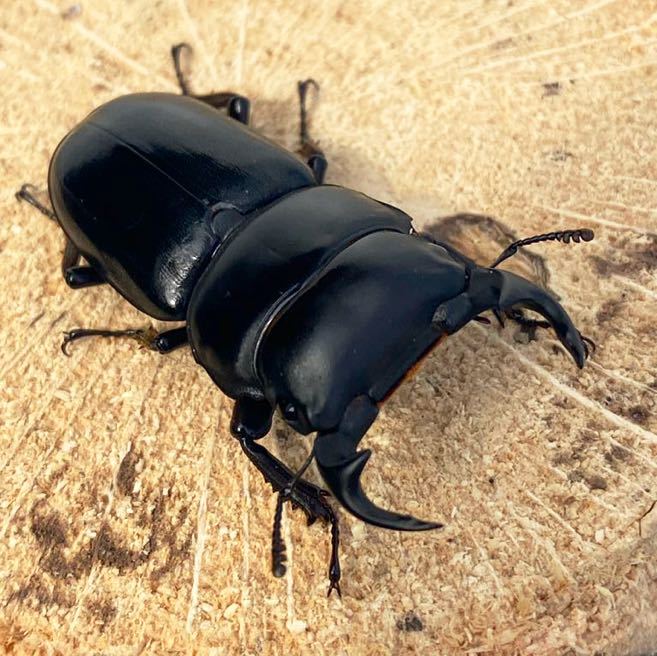 福島産 WDオオクワガタ ♀40mm オオクワガタ福島県産の販売・通販