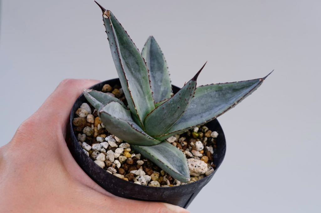 B11 Agave アガベユタエンシス エボリスピナ 陽炎 のこぎり陽炎 逆針