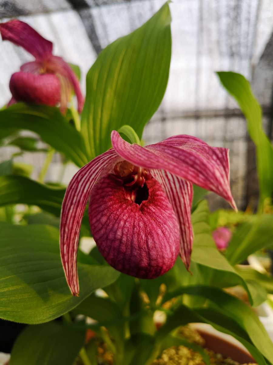 山野草・厚岸ホテイアツモリ ◇山野草◇厚岸ホテイアツモリ◇花1＋葉4◇最終出品◇即決