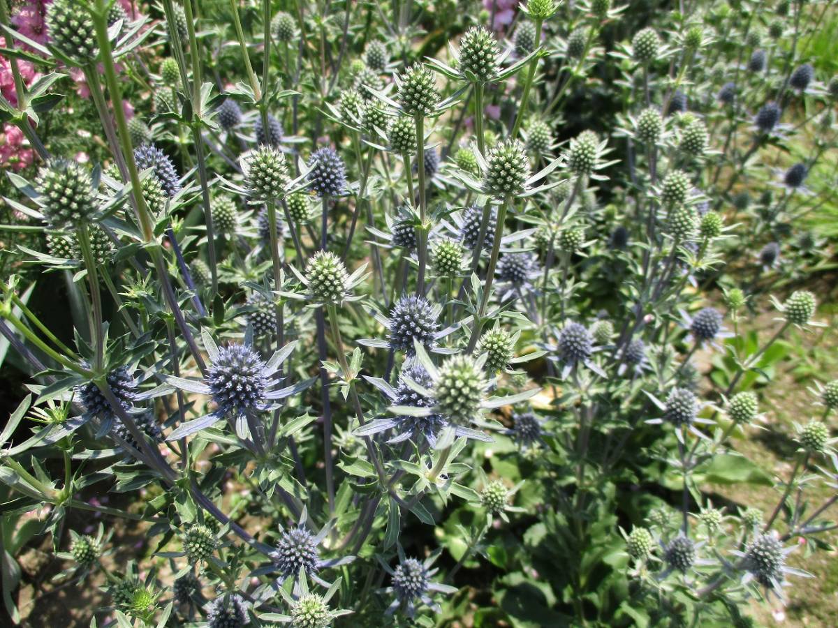 エリンジュームの値段と価格推移は 21件の売買情報を集計したエリンジュームの価格や価値の推移データを公開