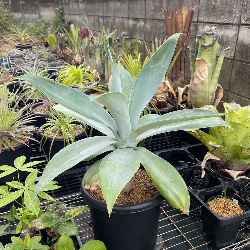 24 アガベ アテナータ ハンチントンブルー (スーパーノヴァ)