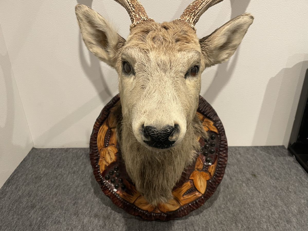 ハンティングトロフィー 鹿の剥製 蝦夷鹿の剥製 壁飾り ハンティングトロフィー壁飾り蝦夷鹿の剥製