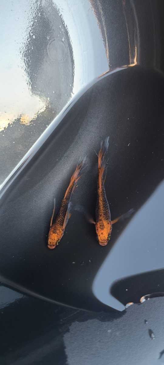 竜章鳳姿の稚魚~幼魚(無選別) 10匹+α5匹(死着保障分)星田めだか様血統 竜章鳳姿の稚魚~幼魚(無選別) 10匹+α5匹(死着保障分)星田めだか様血統