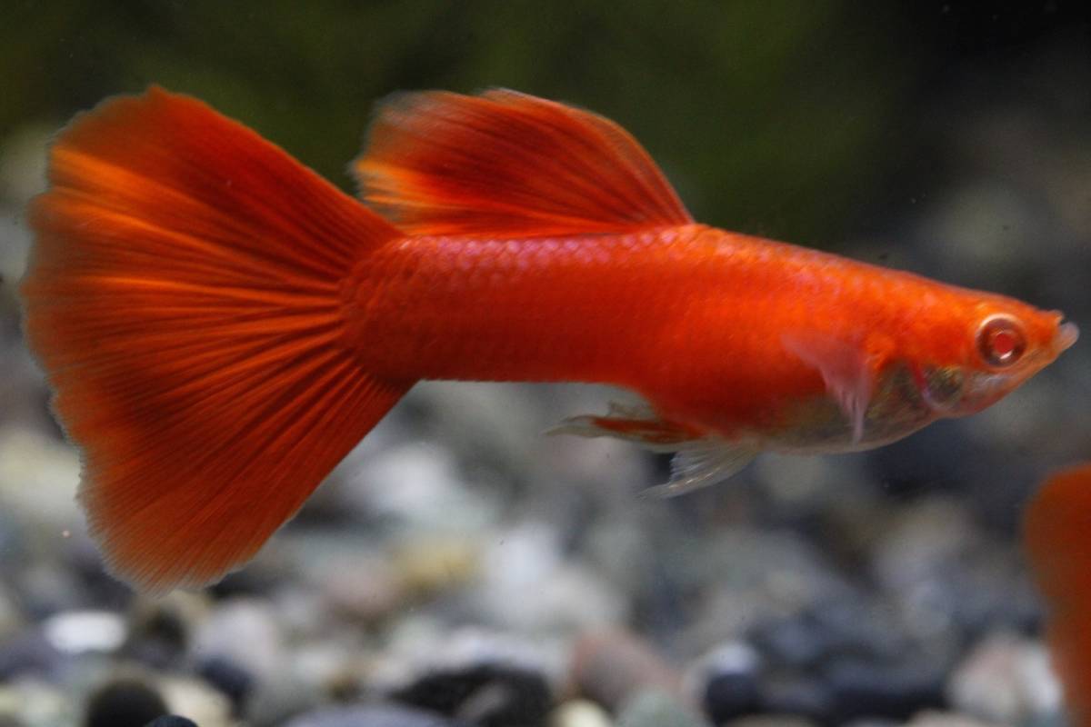 若魚 所沢熱帯魚」 所沢熱帯魚 2ペア - 1ペア RRE.Aフル 若魚 所沢熱帯魚」 所沢熱帯魚 2ペア - 1ペア RRE.Aフル